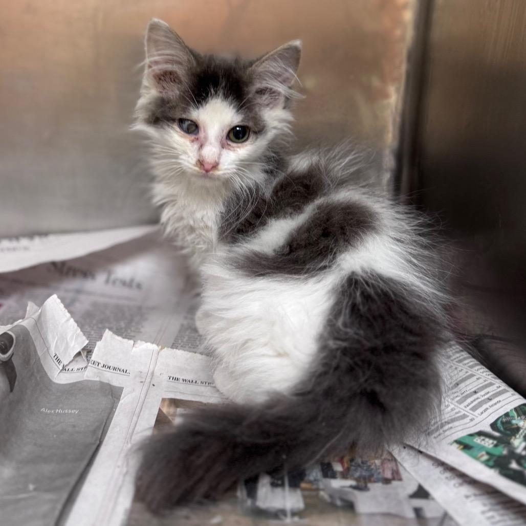 Enlarge Jelly, a Adoptable Domestic Short Hair in Winston Salem, NC image 1/6