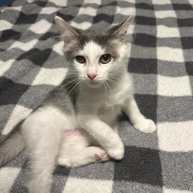 Enlarge Jelly, a Adoptable Domestic Short Hair in Winston Salem, NC image 3/6