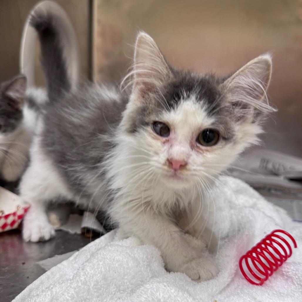 Enlarge Jelly, a Adoptable Domestic Short Hair in Winston Salem, NC image 5/6