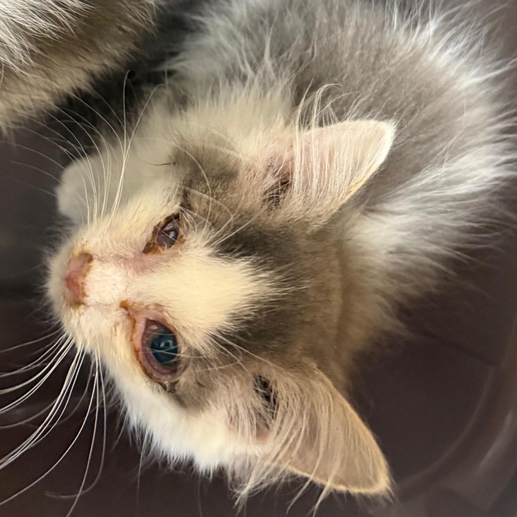 Enlarge Jelly, a Adoptable Domestic Short Hair in Winston Salem, NC image 2/6