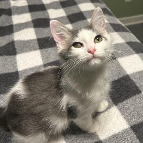 Enlarge Jelly, a Adoptable Domestic Short Hair in Winston Salem, NC image 6/6