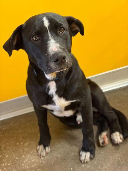 MERLE, a ADOPTABLE Mixed Breed in Fernandina Beach, FL image 2/4