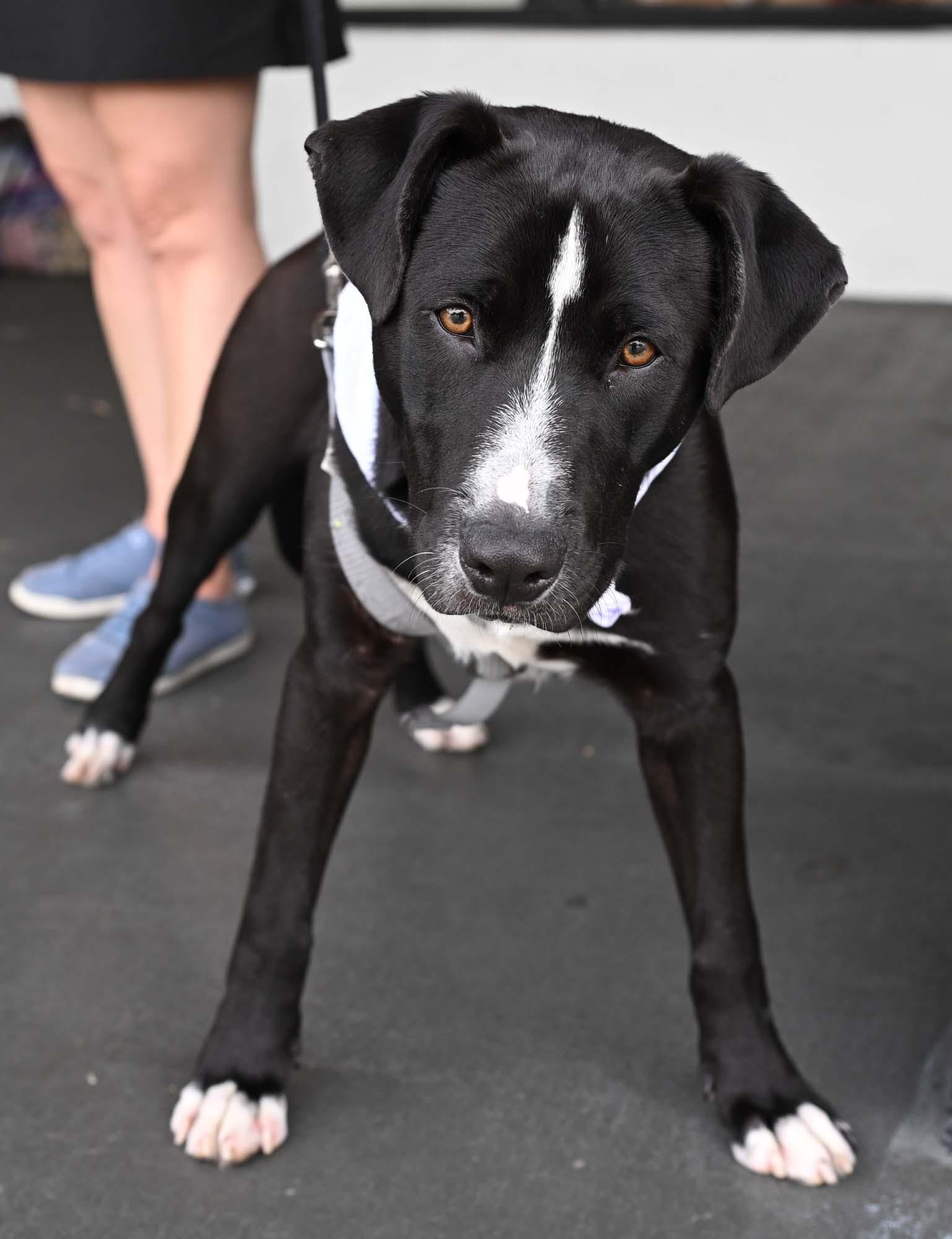 MERLE, a ADOPTABLE Mixed Breed in Fernandina Beach, FL image 3/4