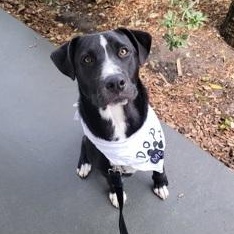 MERLE, a ADOPTABLE Mixed Breed in Fernandina Beach, FL image 4/4