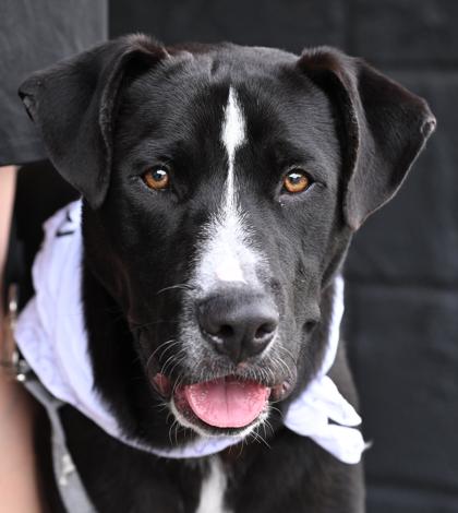 MERLE, a ADOPTABLE Mixed Breed in Fernandina Beach, FL image 1/4