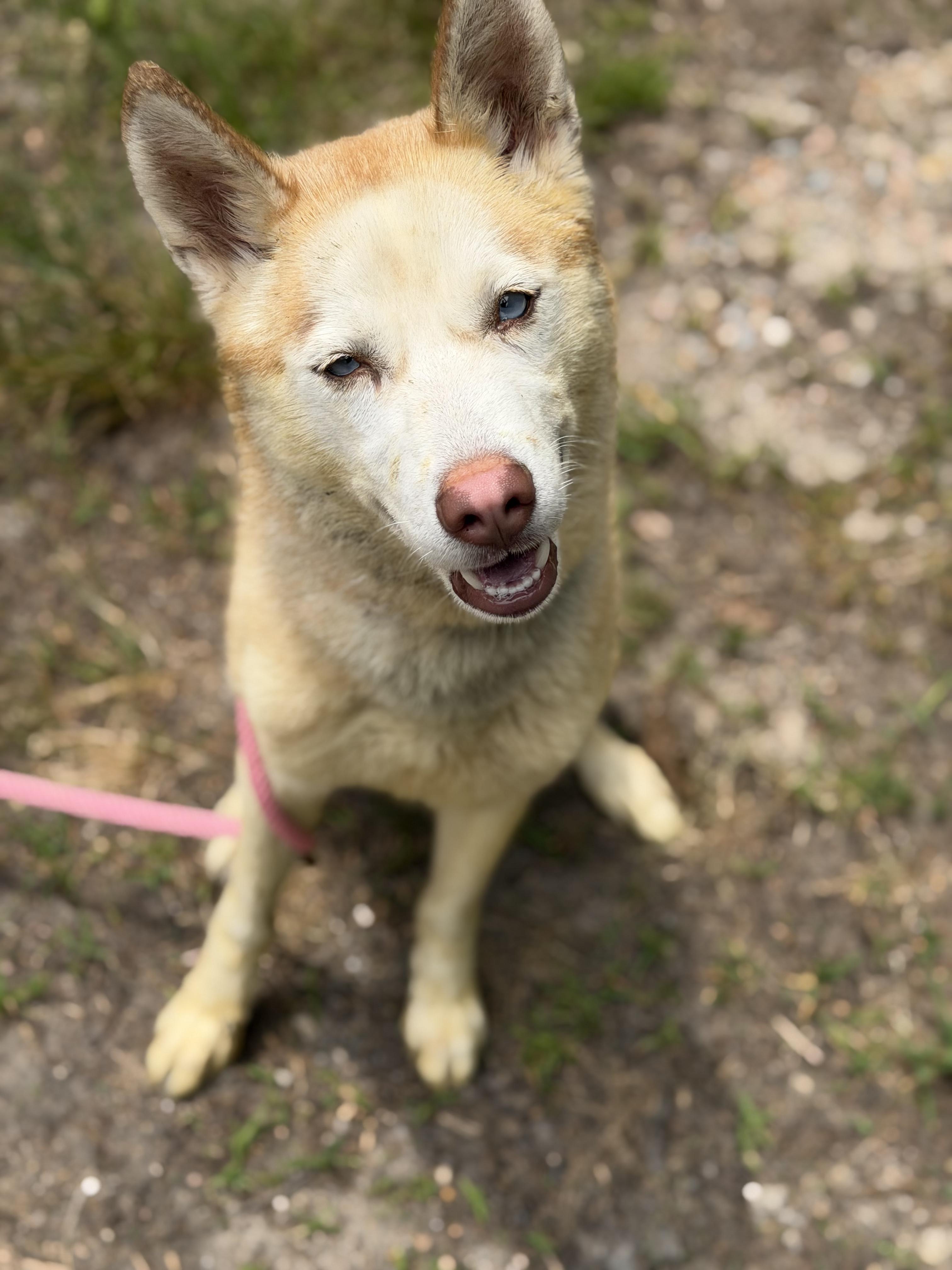 Enlarge Snow, a ADOPTABLE Husky in Petersburg, VA image 6/6