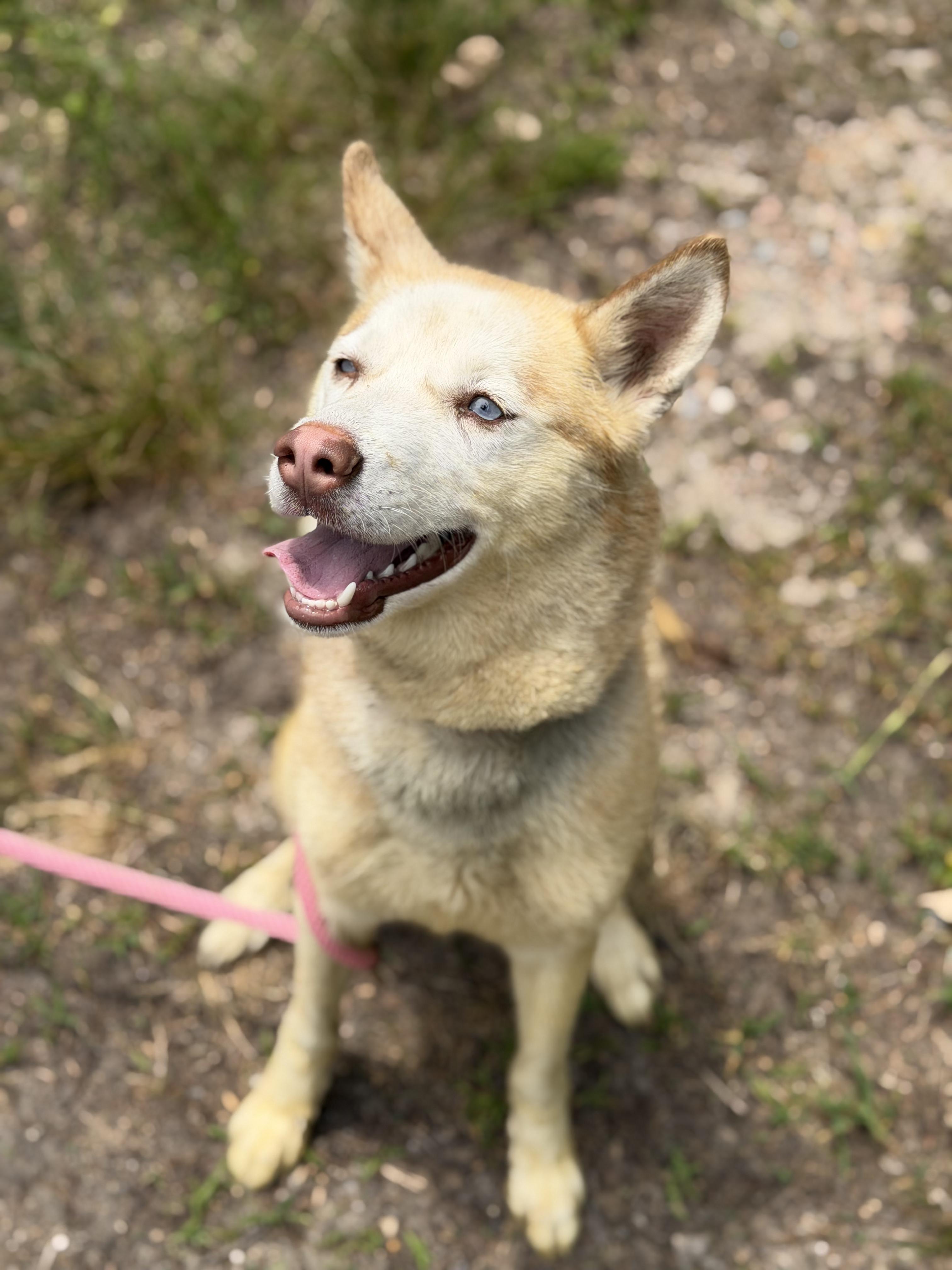 Enlarge Snow, a ADOPTABLE Husky in Petersburg, VA image 2/6