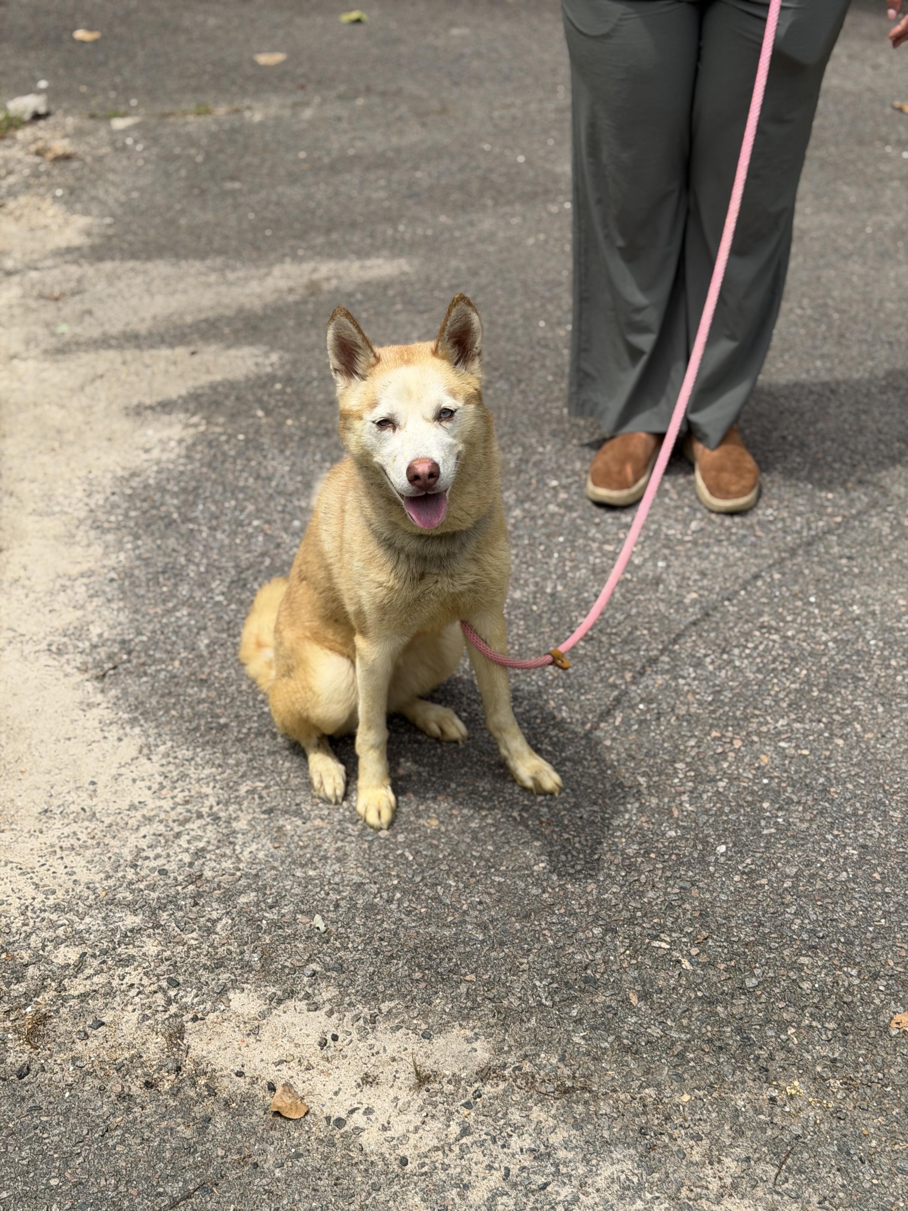 Enlarge Snow, a ADOPTABLE Husky in Petersburg, VA image 1/6