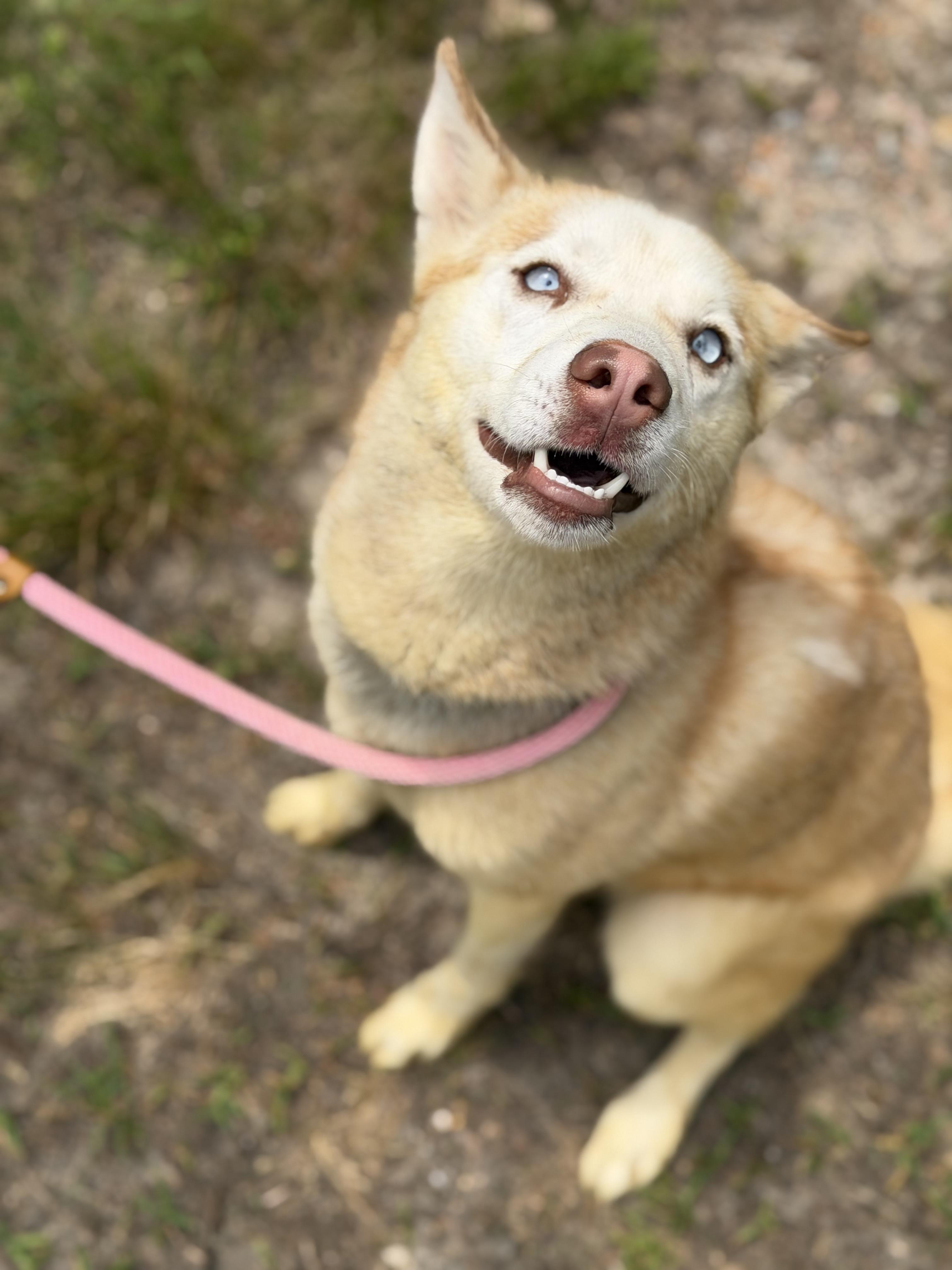 Enlarge Snow, a ADOPTABLE Husky in Petersburg, VA image 4/6