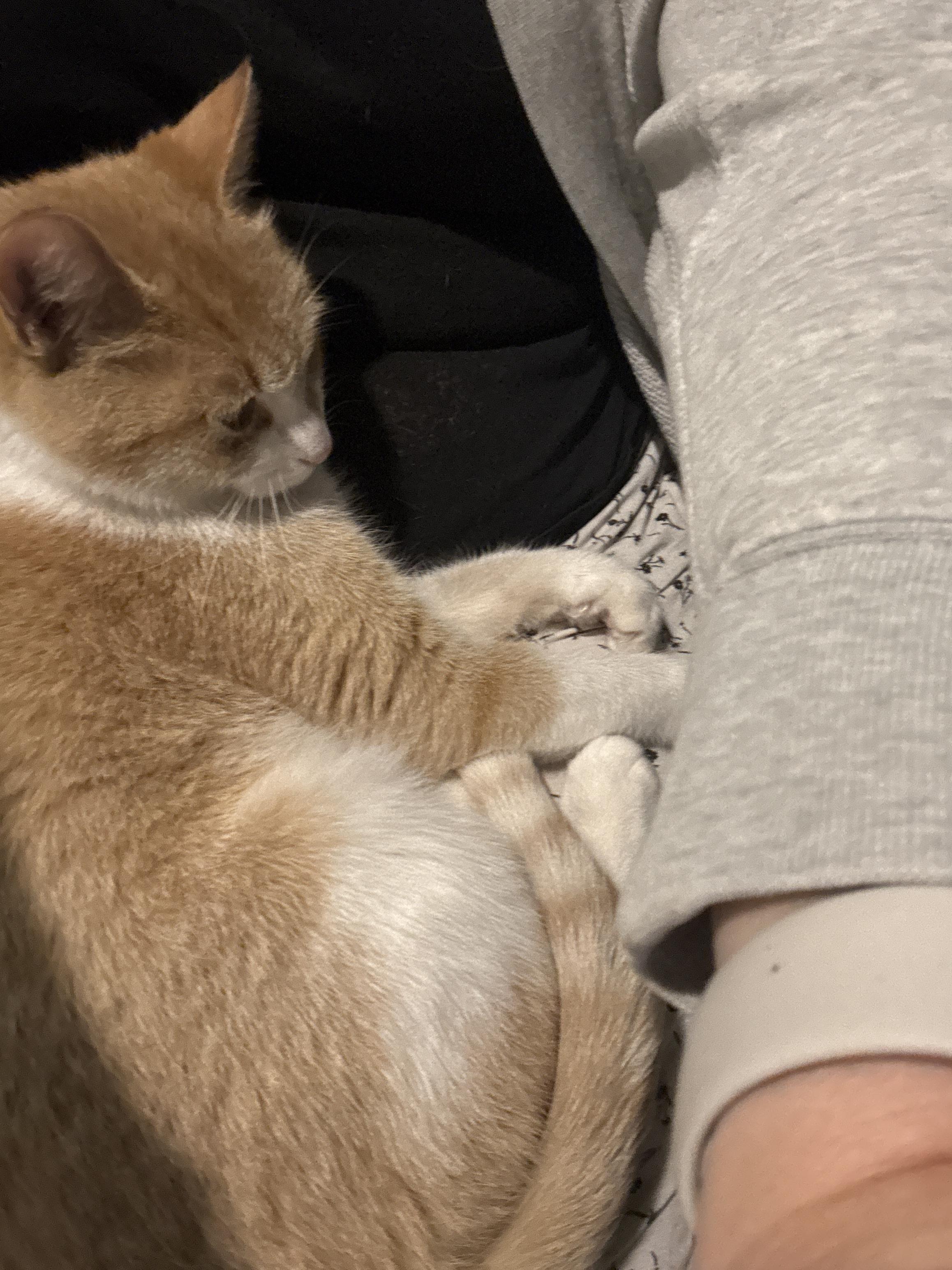 CLEMENTINE, an adopted Domestic Short Hair in Shakespeare, ON image 2/5