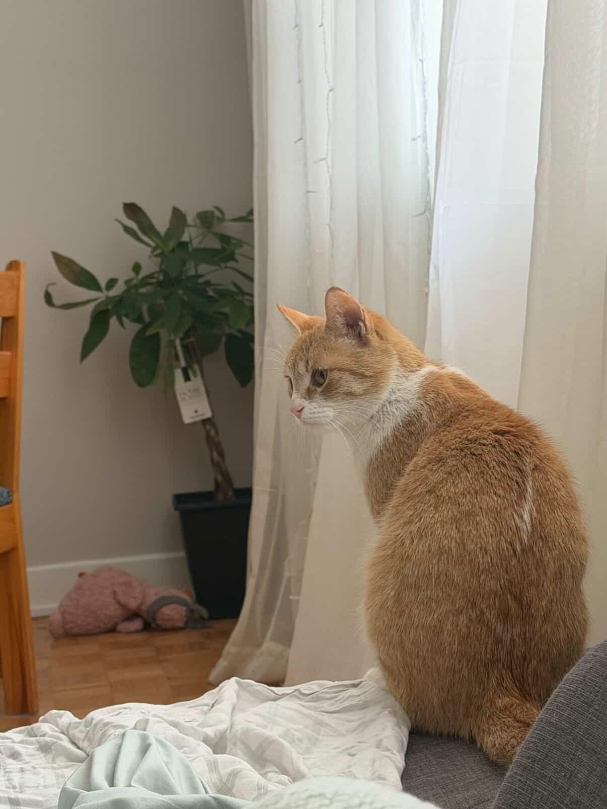 CLEMENTINE, an adopted Domestic Short Hair in Shakespeare, ON image 5/5