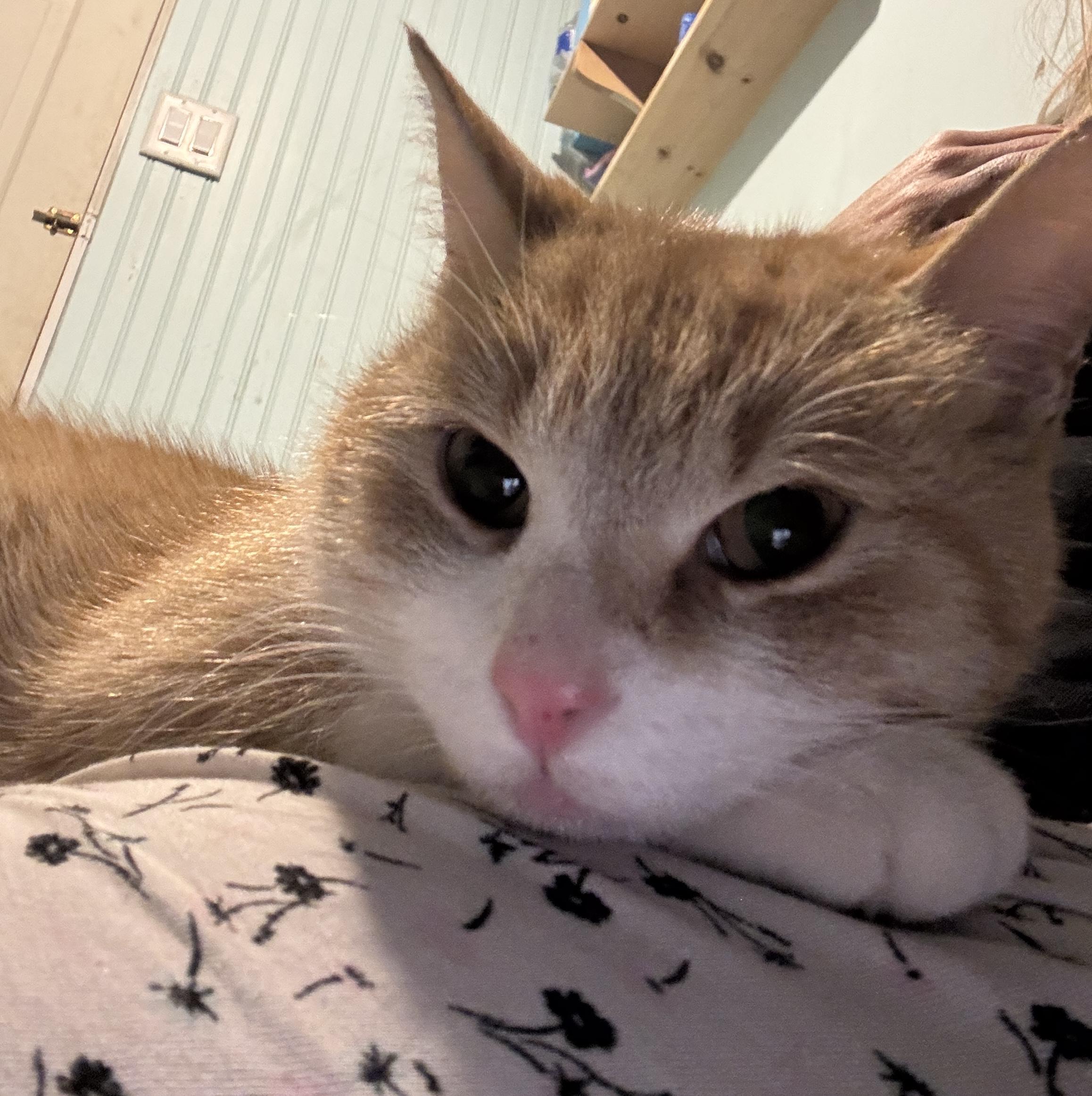 CLEMENTINE, an adopted Domestic Short Hair in Shakespeare, ON image 3/5