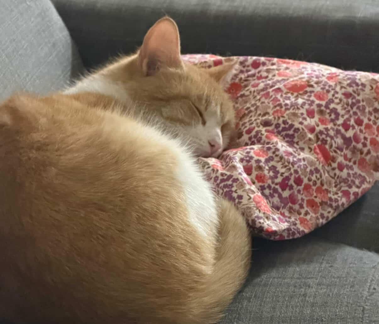 CLEMENTINE, an adopted Domestic Short Hair in Shakespeare, ON image 1/5