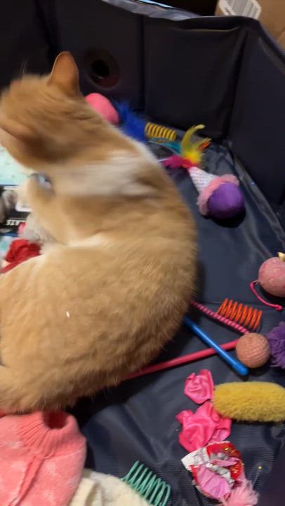 Enlarge CLEMENTINE, an adopted Domestic Short Hair in Shakespeare, ON video 4/5