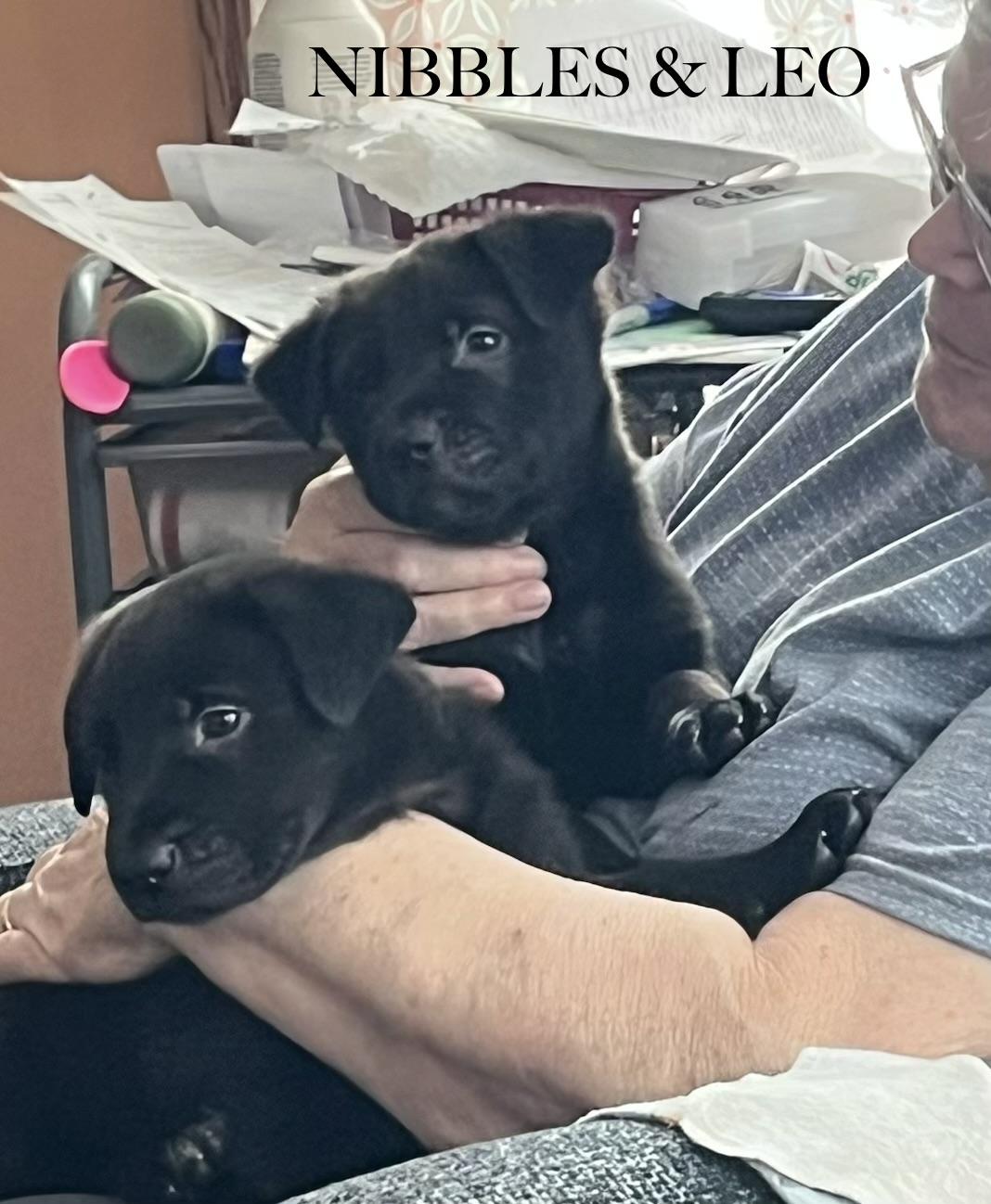 Leo, ADOPTABLE, Puppy Male Labrador Retriever.