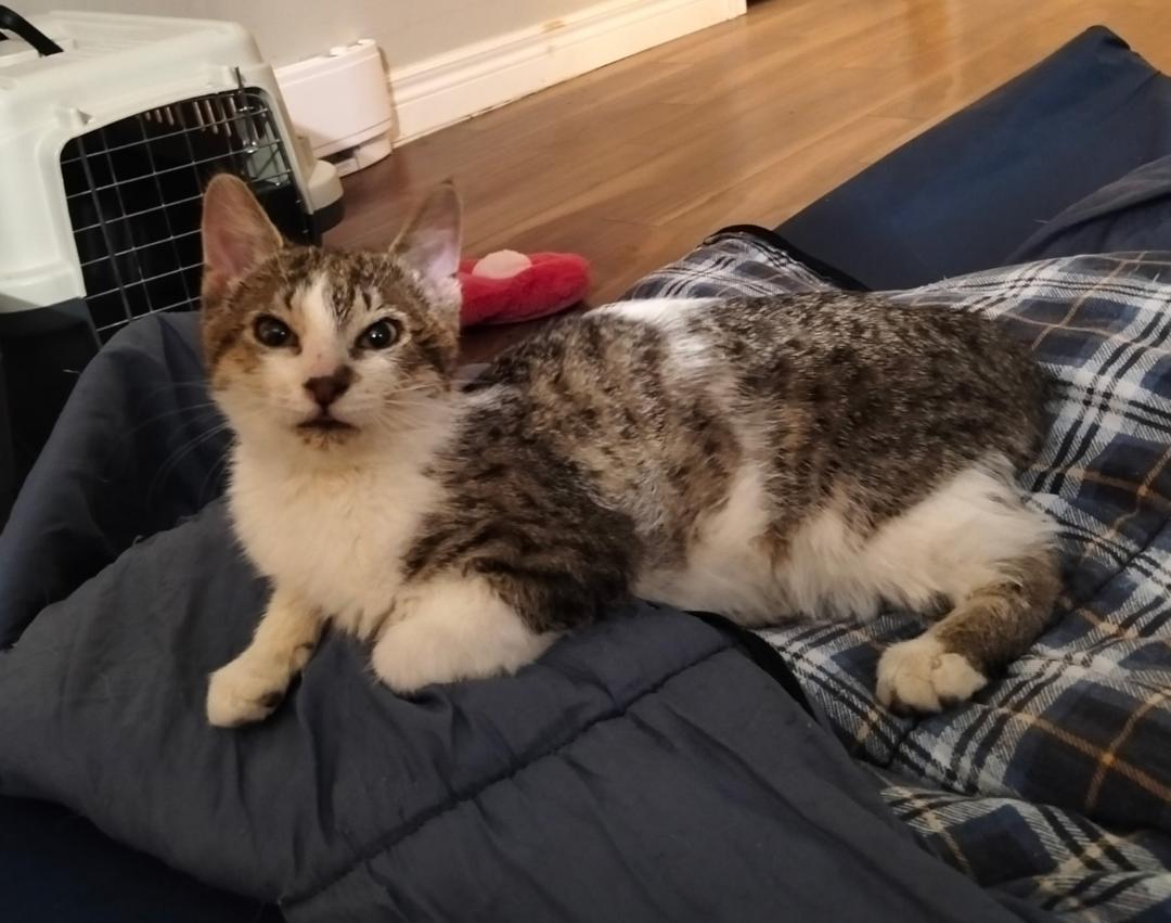 Enlarge Joe, a ADOPTABLE Tabby in Hamilton, ON image 1/4