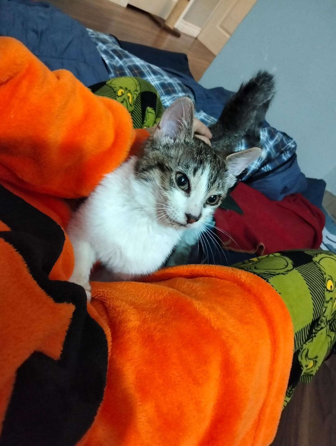 Enlarge Joe, a ADOPTABLE Tabby in Hamilton, ON image 4/4