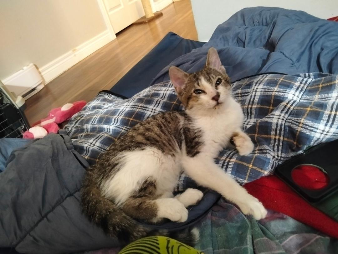 Enlarge Joe, a ADOPTABLE Tabby in Hamilton, ON image 3/4