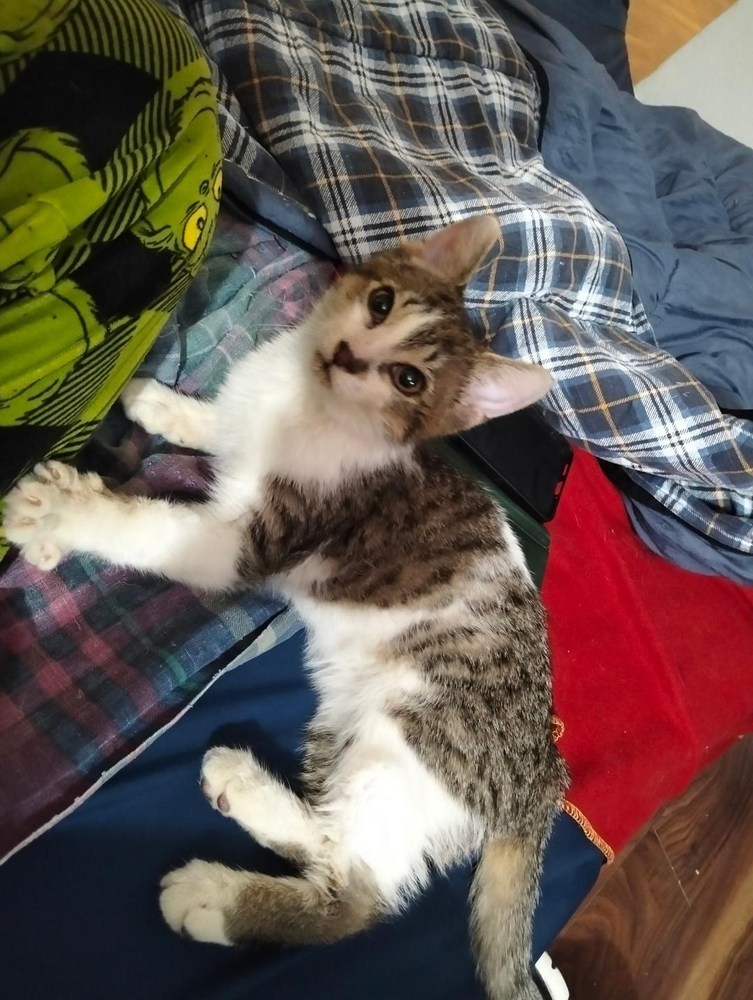 Enlarge Joe, a ADOPTABLE Tabby in Hamilton, ON image 2/4