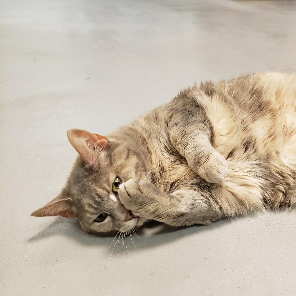 Enlarge Gigi, a Adoptable Domestic Short Hair in Charlottesville, VA image 2/6