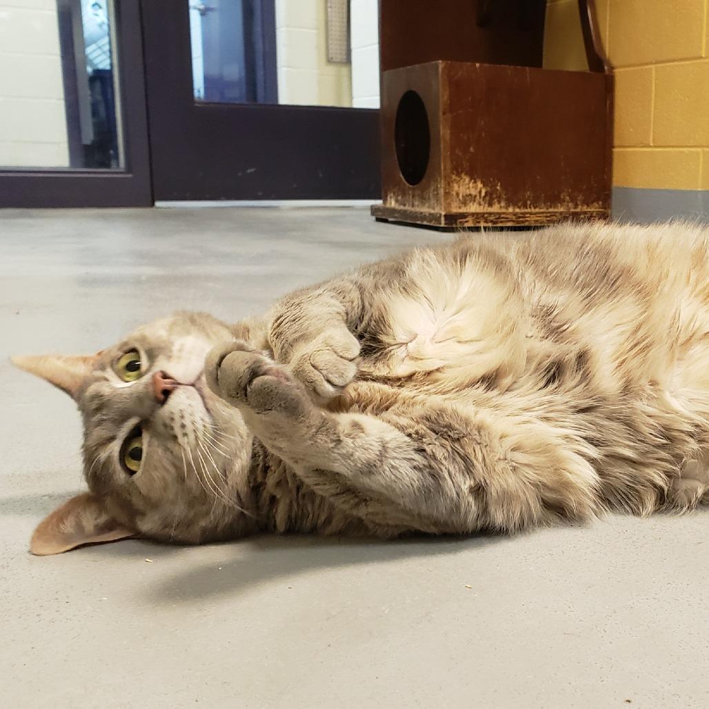 Enlarge Gigi, a Adoptable Domestic Short Hair in Charlottesville, VA image 2/6