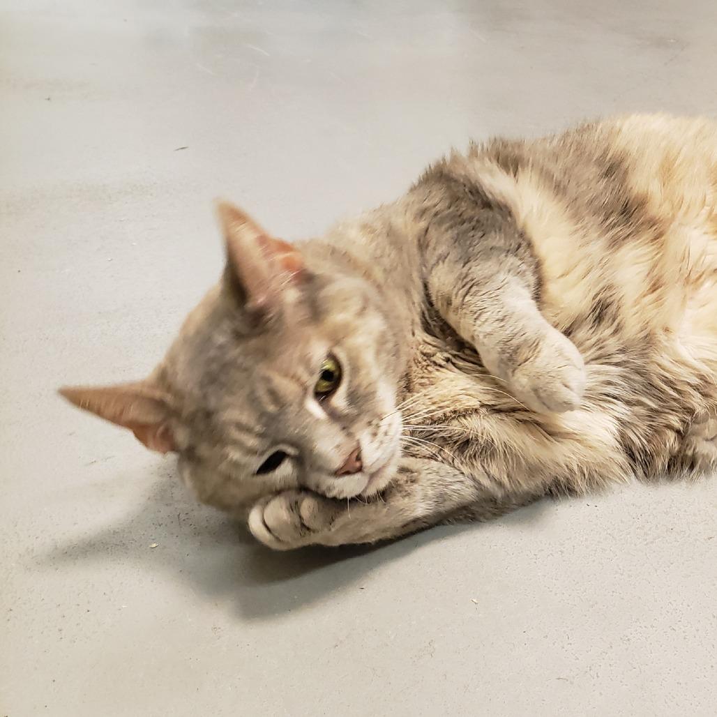 Gigi, a Adoptable Domestic Short Hair in Charlottesville, VA image 2/6