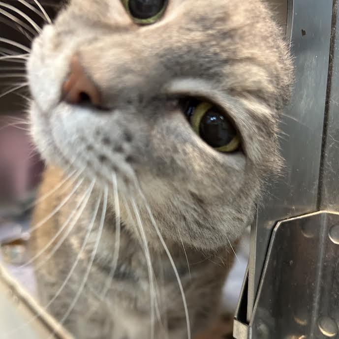 Enlarge Gigi, a Adoptable Domestic Short Hair in Charlottesville, VA image 2/6