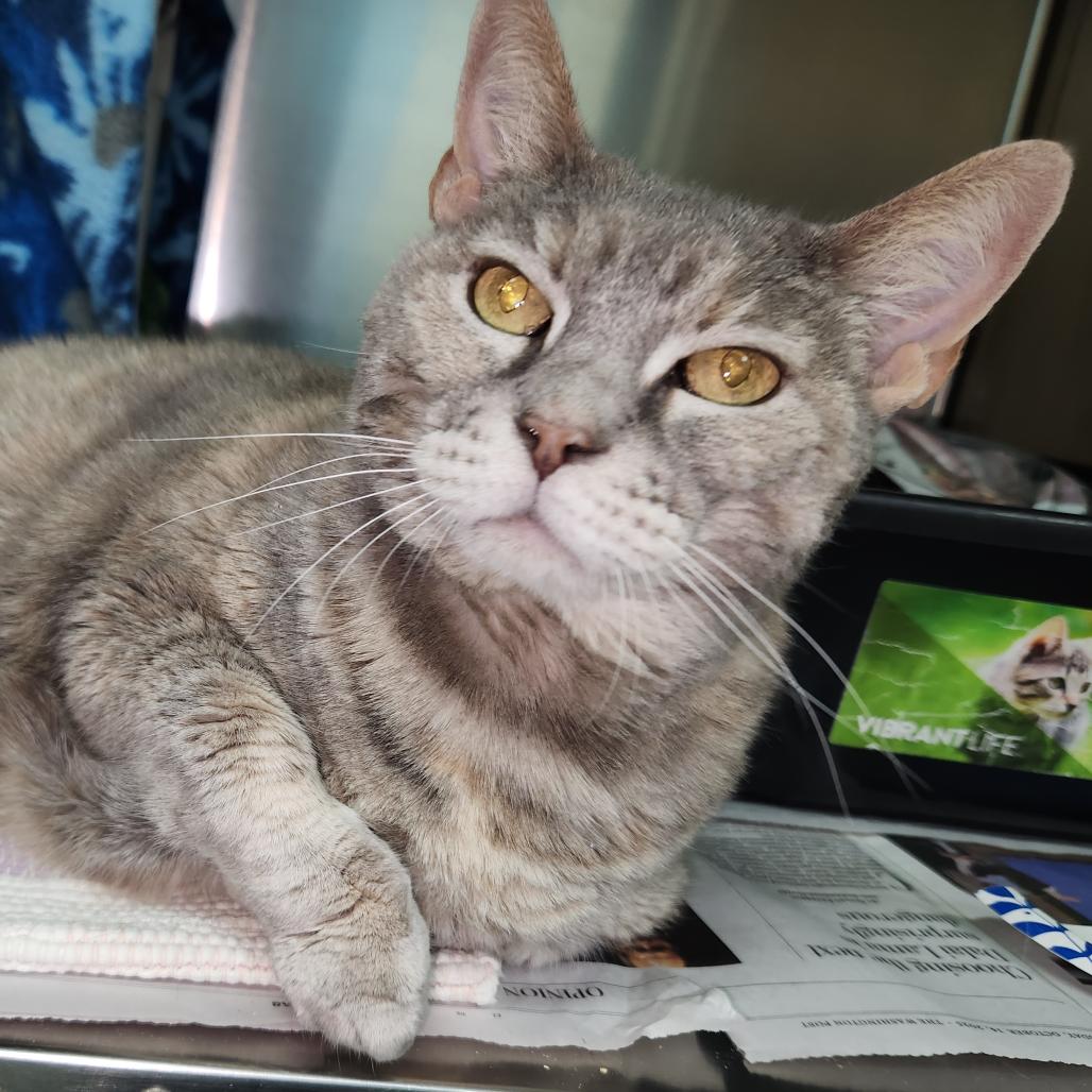 Enlarge Gigi, a Adoptable Domestic Short Hair in Charlottesville, VA image 3/6