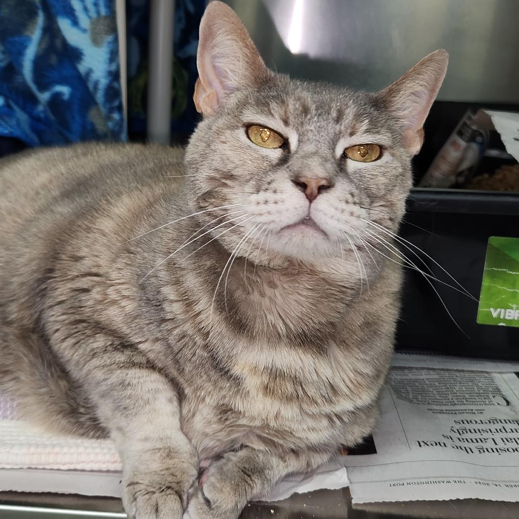 Enlarge Gigi, a Adoptable Domestic Short Hair in Charlottesville, VA image 3/6