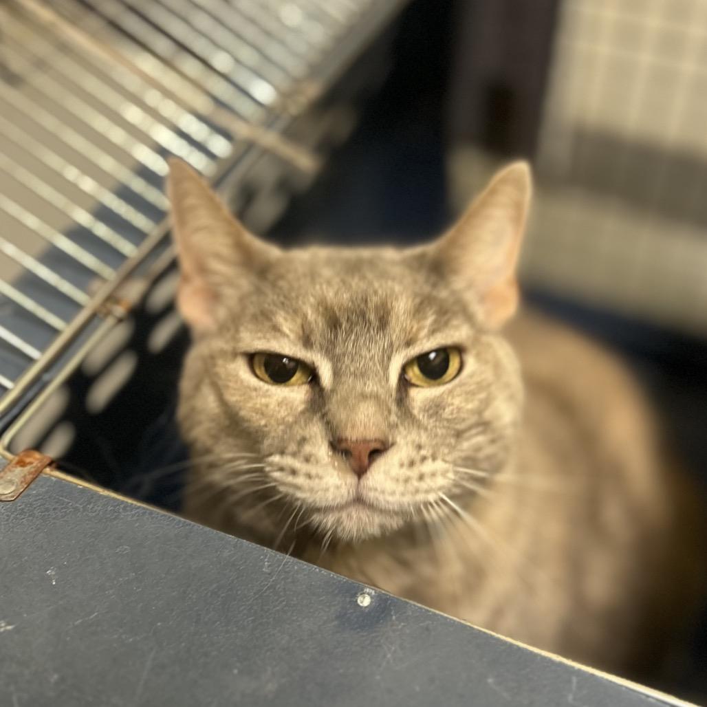 Enlarge Gigi, a Adoptable Domestic Short Hair in Charlottesville, VA image 4/6