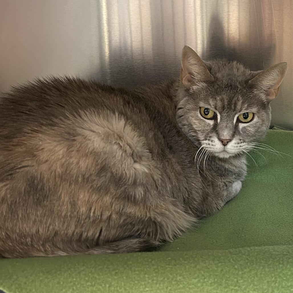 Enlarge Gigi, a Adoptable Domestic Short Hair in Charlottesville, VA image 5/6