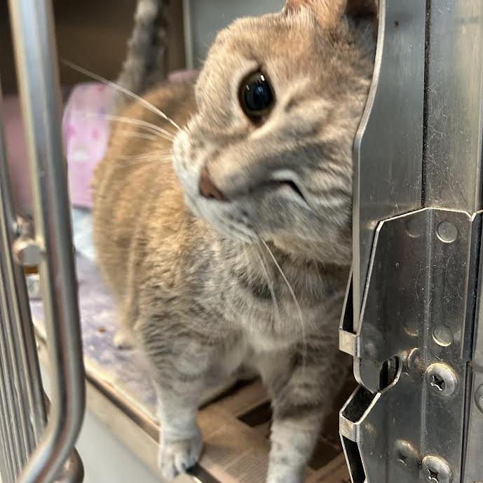 Enlarge Gigi, a Adoptable Domestic Short Hair in Charlottesville, VA image 5/6