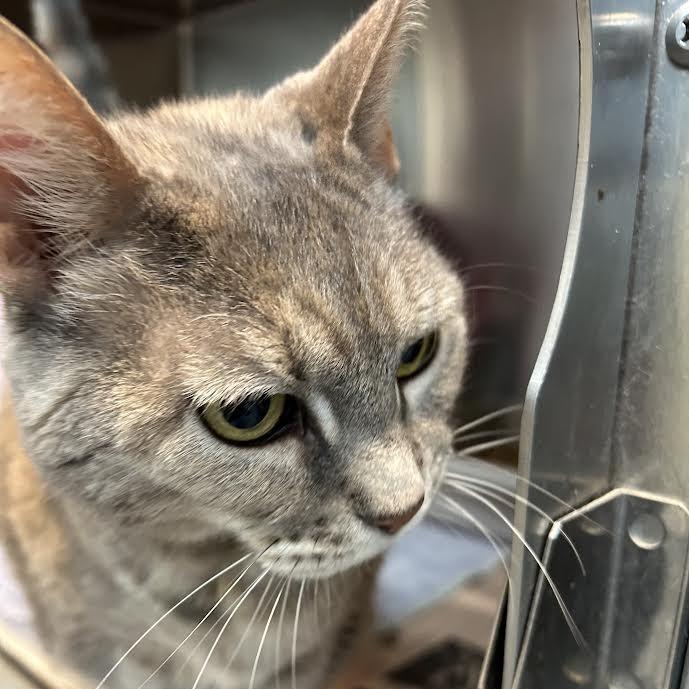 Enlarge Gigi, a Adoptable Domestic Short Hair in Charlottesville, VA image 6/6