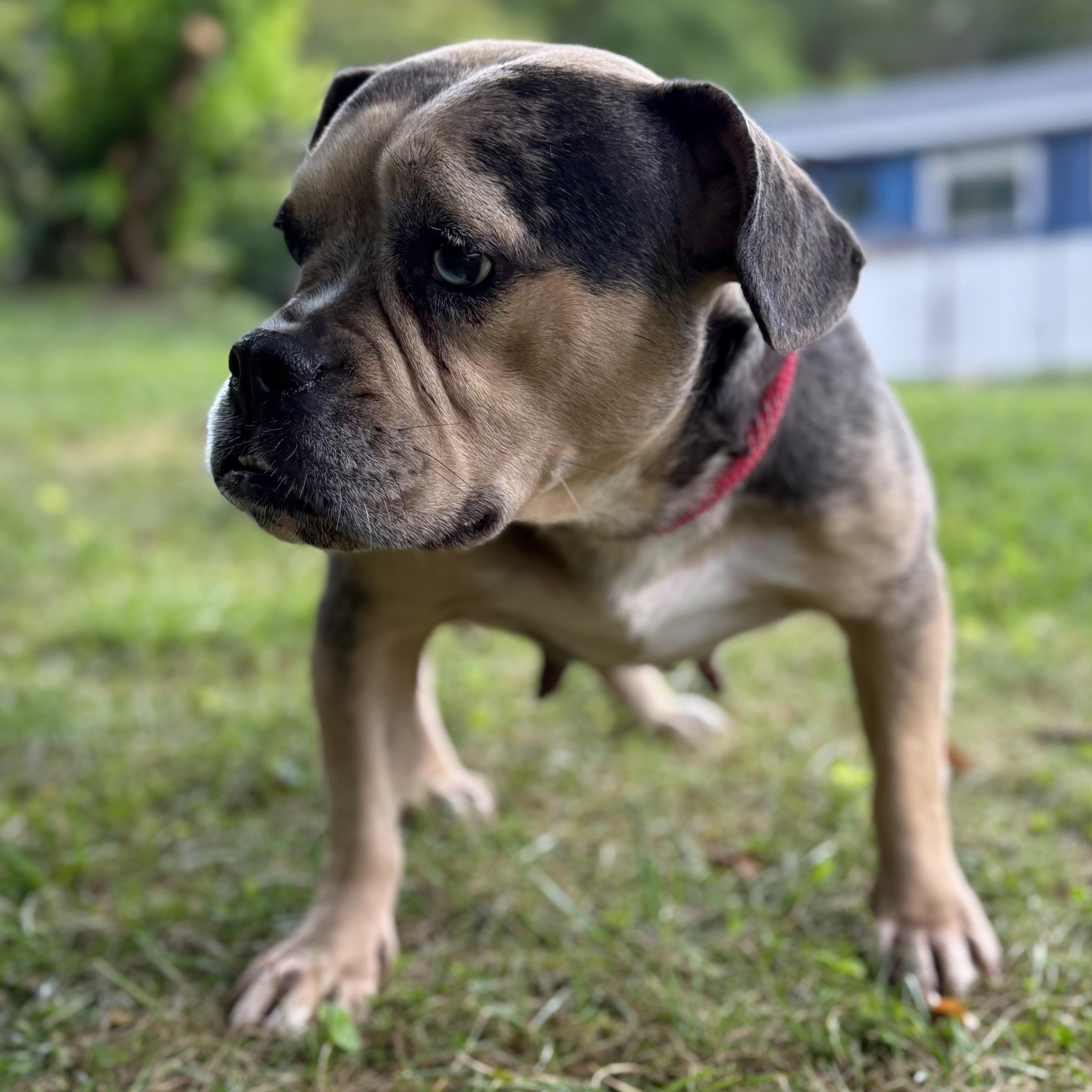 Enlarge Bingo, a Adoptable mixed breed in Latrobe, PA image 2/6