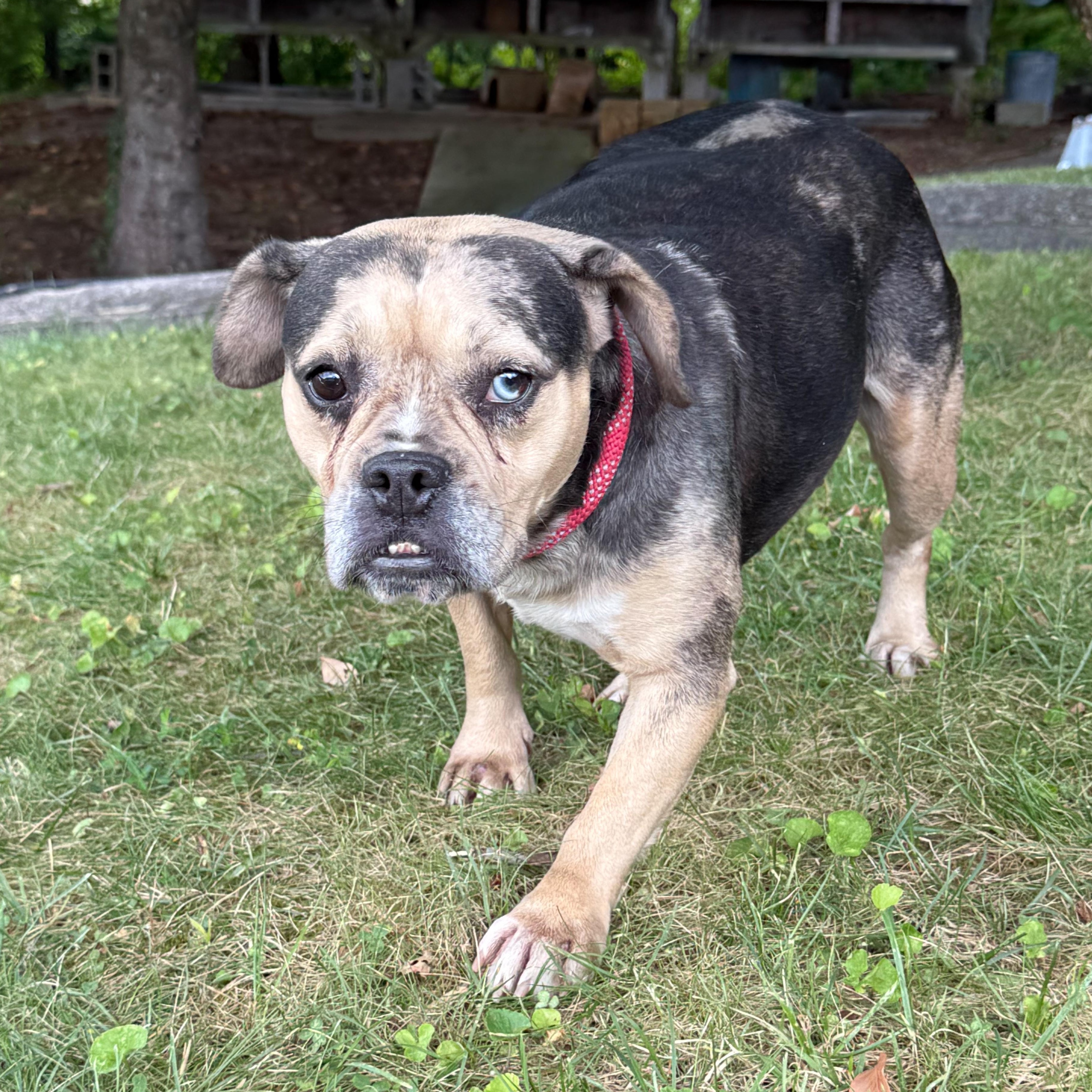 Enlarge Bingo, a Adoptable mixed breed in Latrobe, PA image 5/6