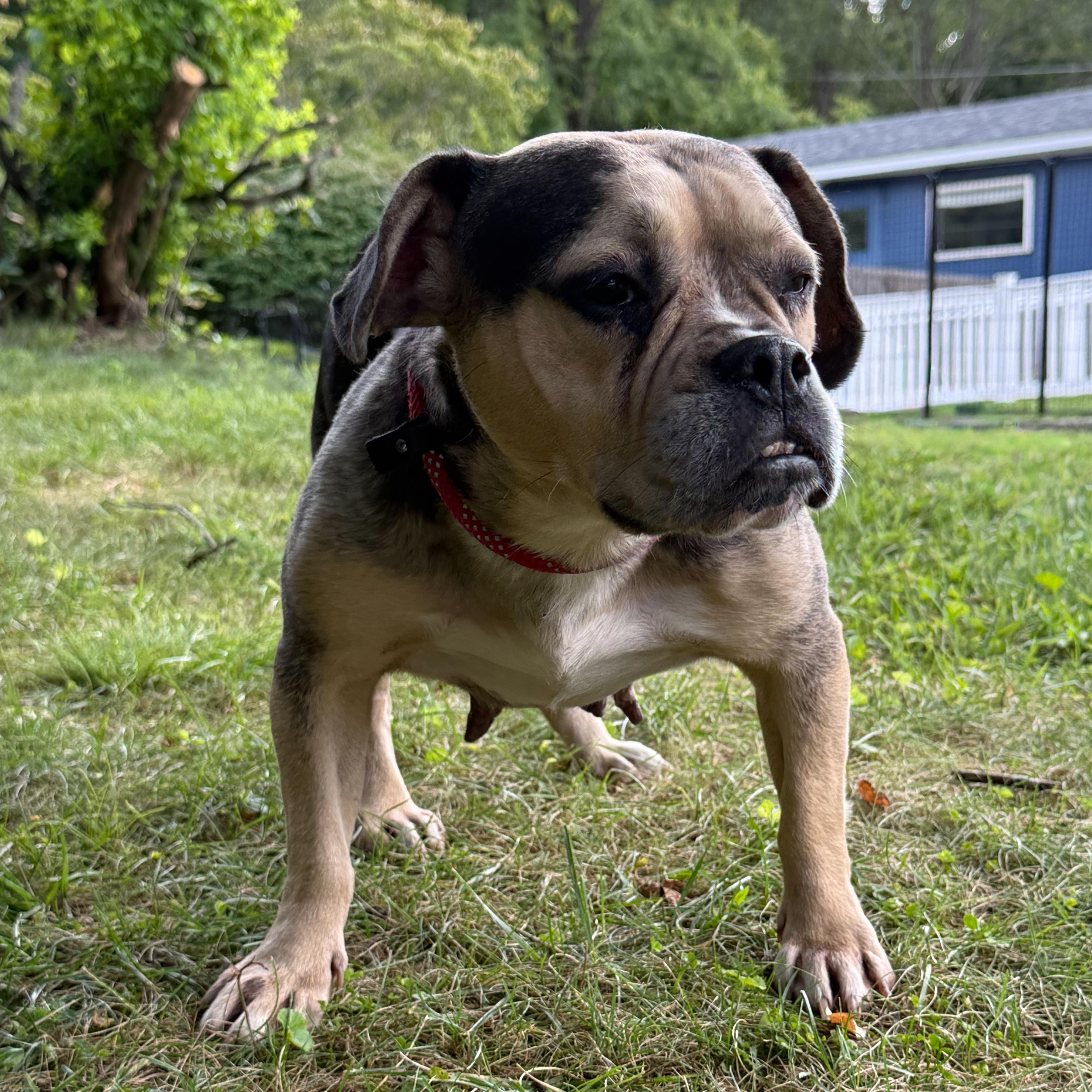 Enlarge Bingo, a Adoptable mixed breed in Latrobe, PA image 3/6