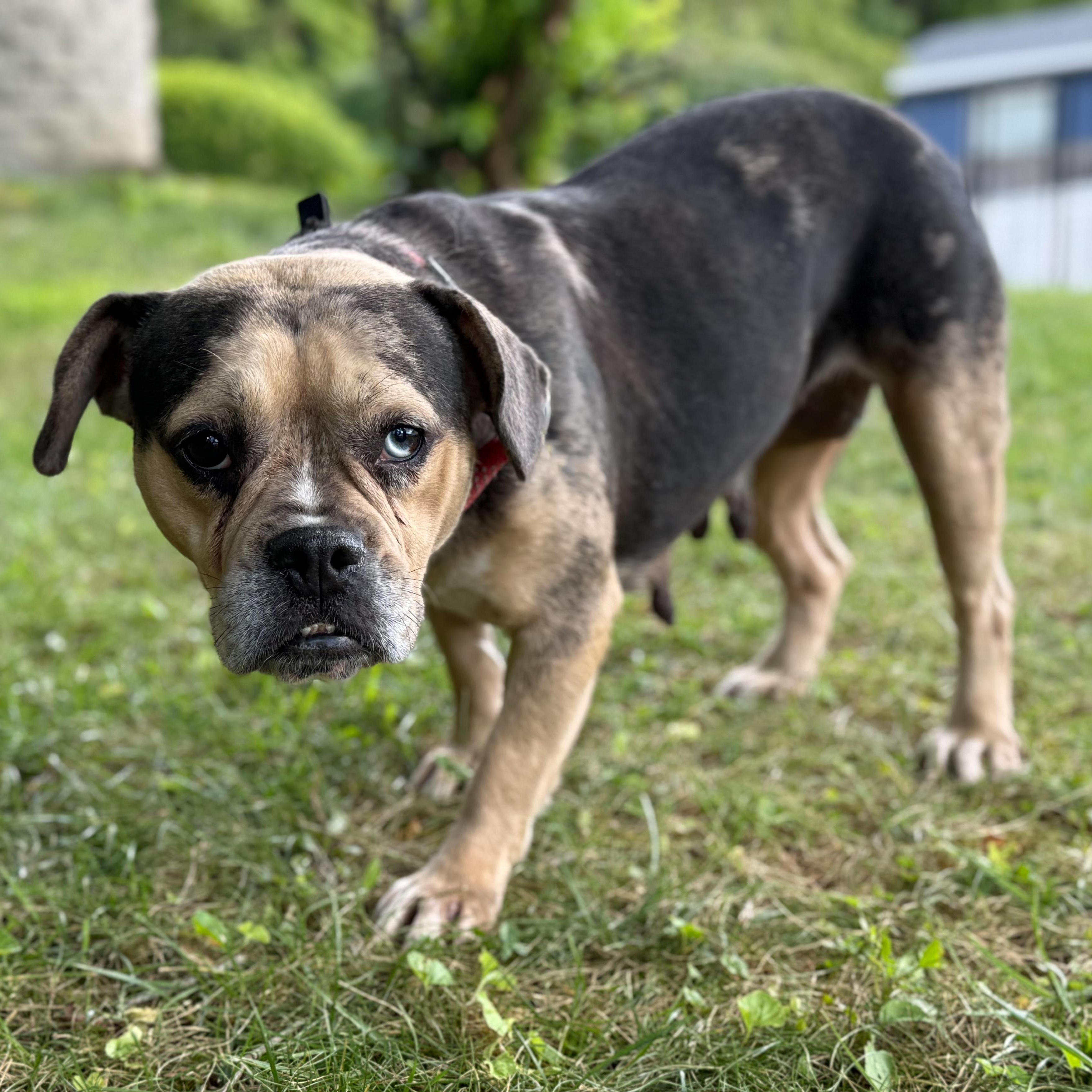 Enlarge Bingo, a Adoptable mixed breed in Latrobe, PA image 4/6