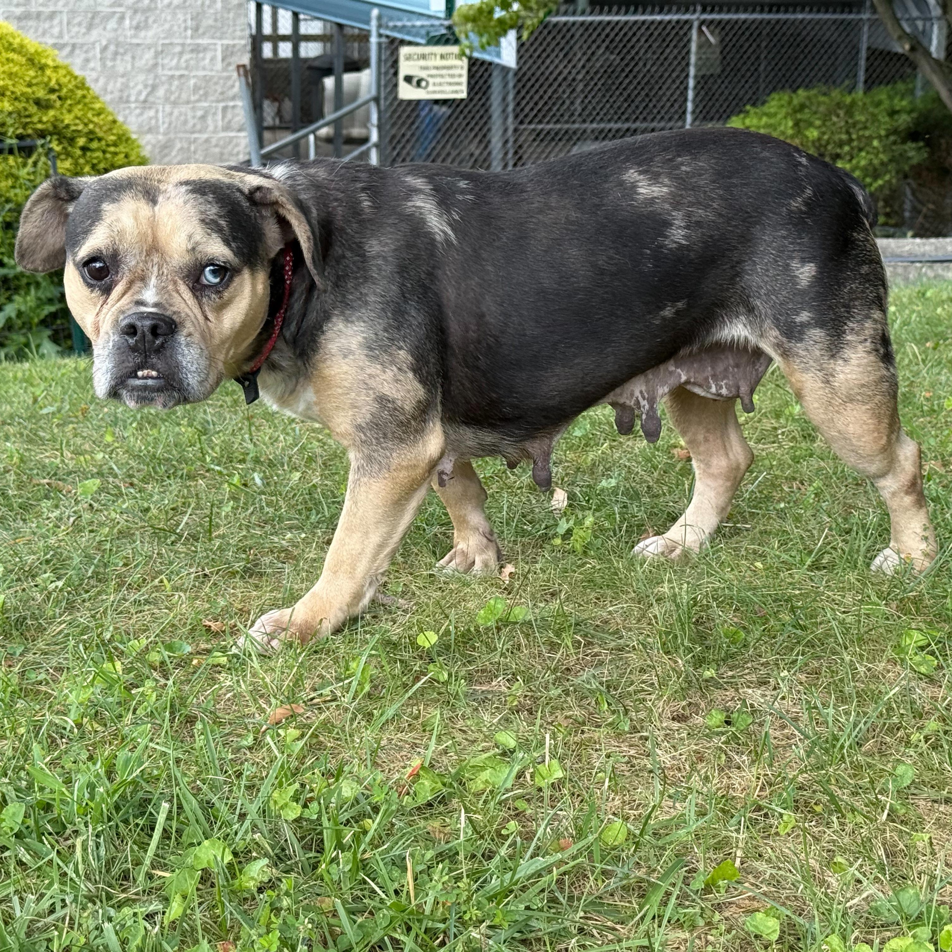 Enlarge Bingo, a Adoptable mixed breed in Latrobe, PA image 6/6