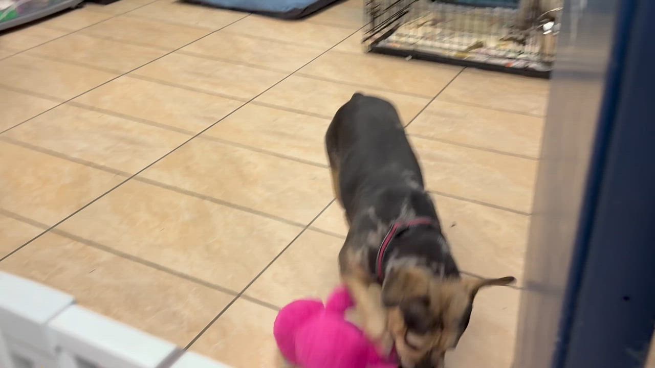 Enlarge Bingo, a Adoptable mixed breed in Latrobe, PA video 6/6