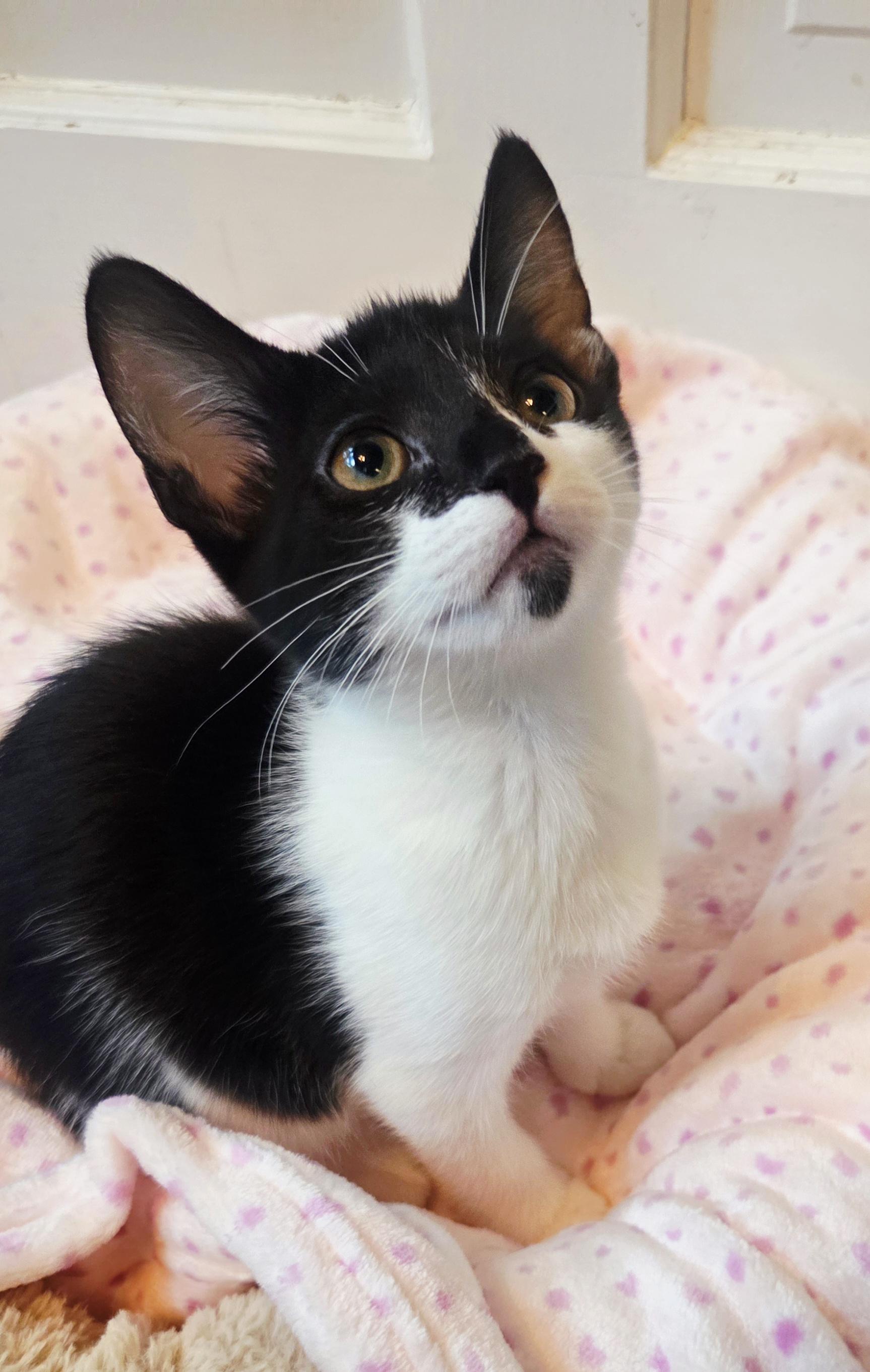 Enlarge Shishito and Jalapeno, a Adoptable American Shorthair in Cheshire, CT image 2/5
