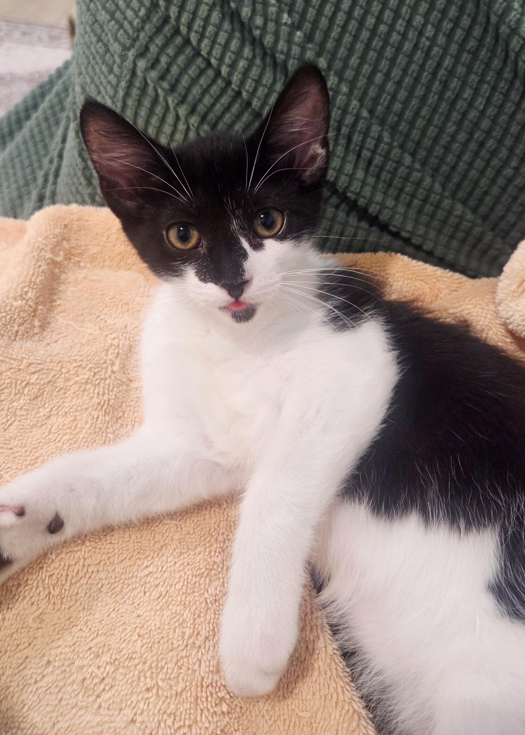 Enlarge Shishito and Jalapeno, a Adoptable American Shorthair in Cheshire, CT image 4/5