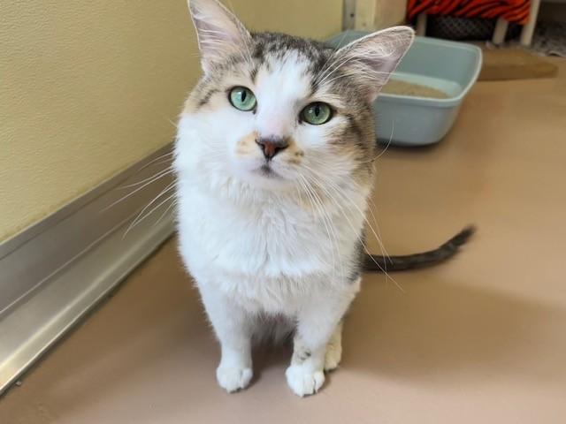 Enlarge BUMBLE, a Adoptable Domestic Medium Hair in Toronto, ON image 1/1