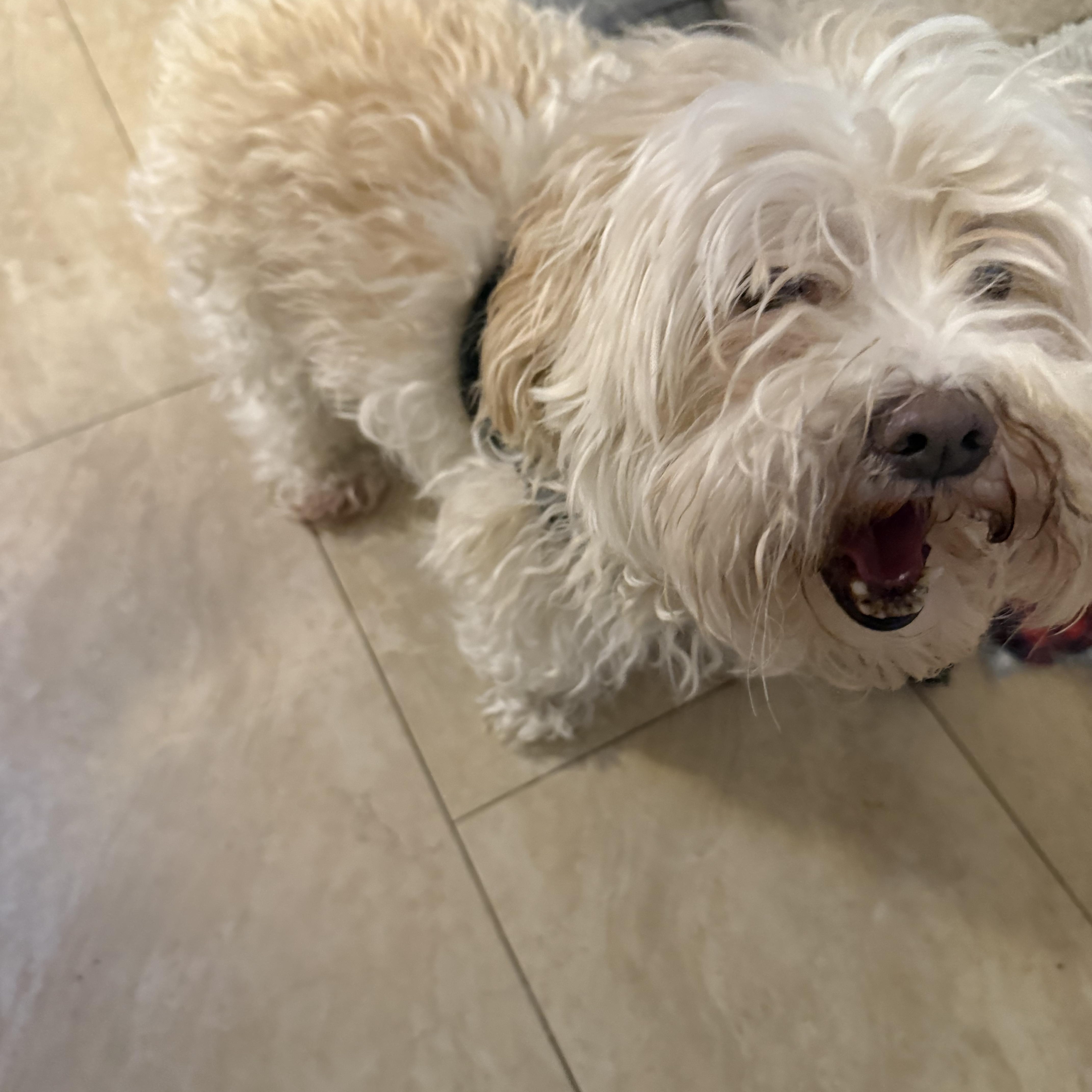 Enlarge Ozzie, a ADOPTABLE mixed breed in Tucson, AZ image 5/5