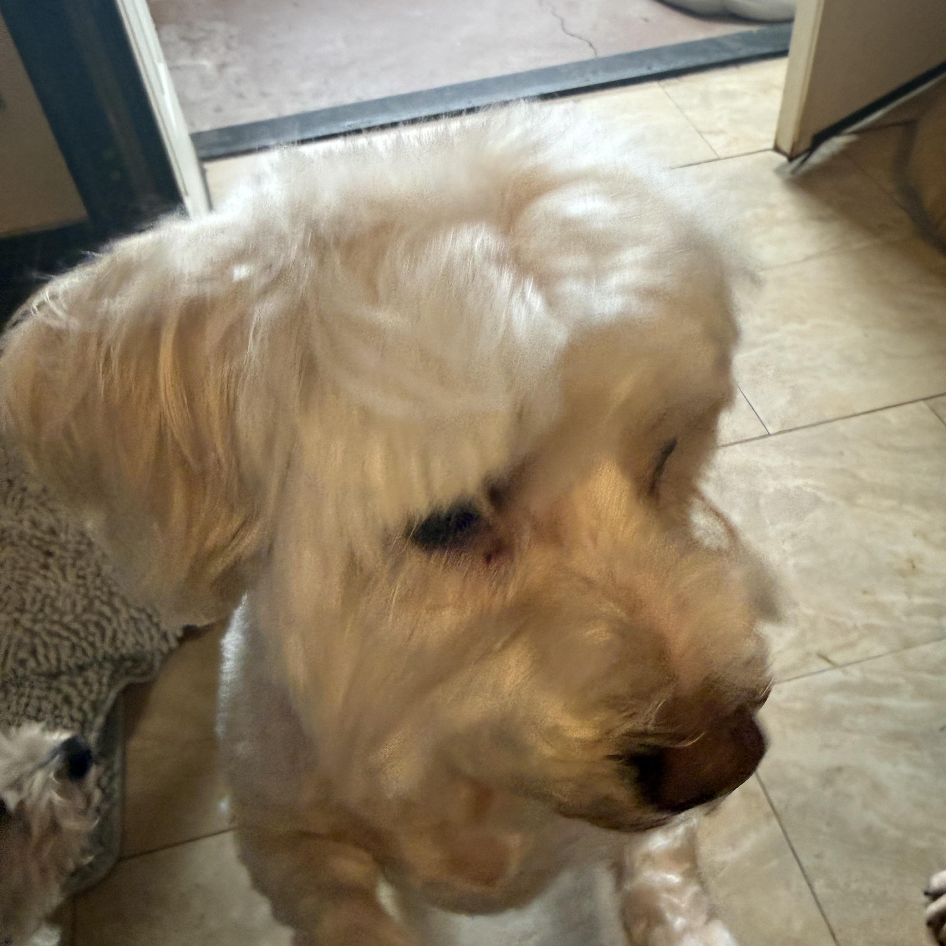 Enlarge Ozzie, a ADOPTABLE mixed breed in Tucson, AZ image 4/5