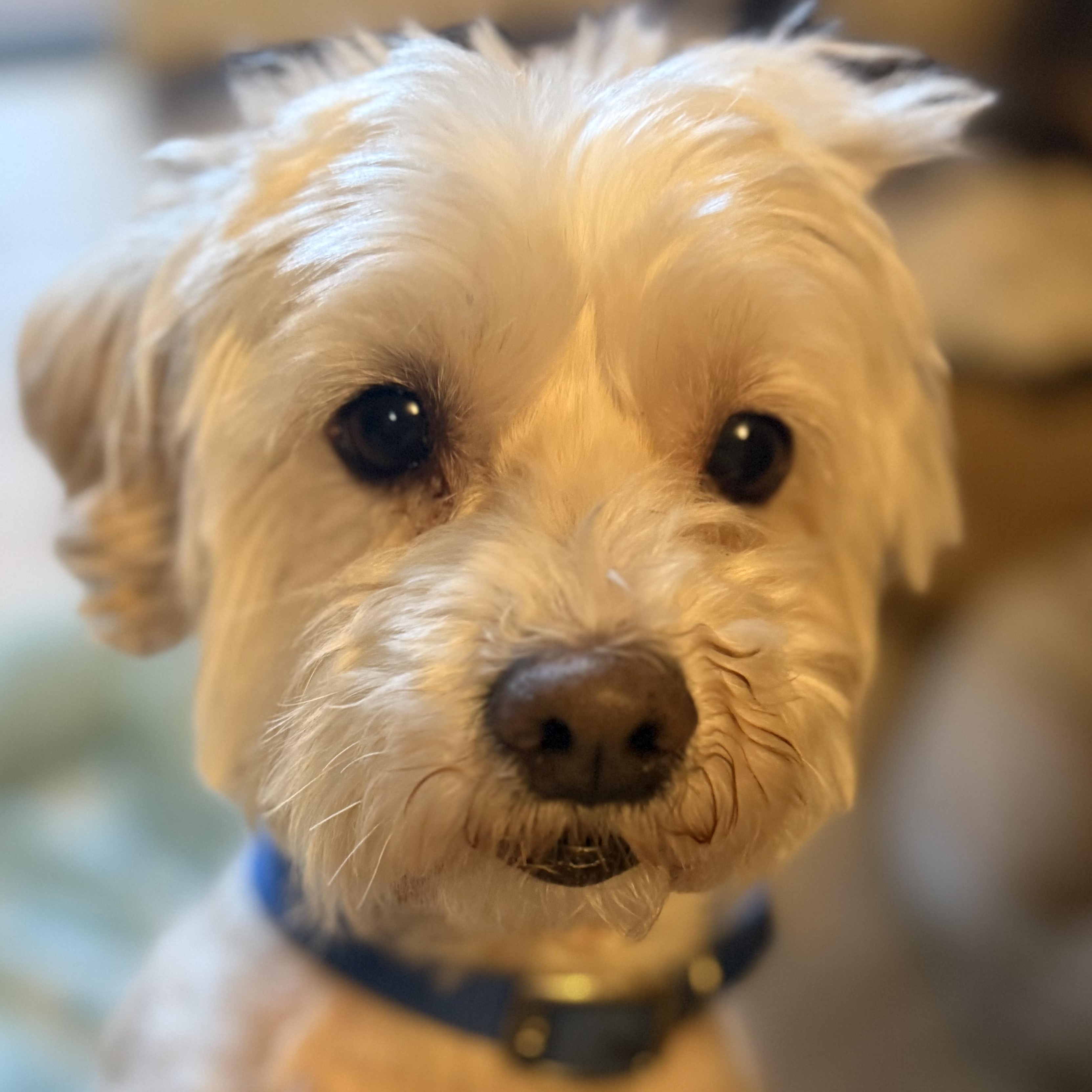 Ozzie, ADOPTABLE, Adult Male Miniature Poodle.