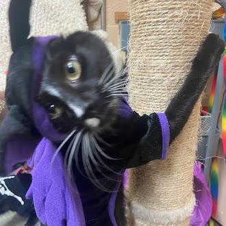 Jim, a Adoptable Domestic Short Hair in Germantown, TN image 1/3