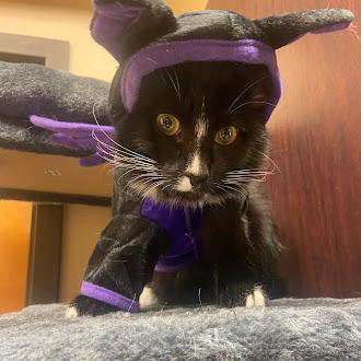 Jim, a Adoptable Domestic Short Hair in Germantown, TN image 2/3