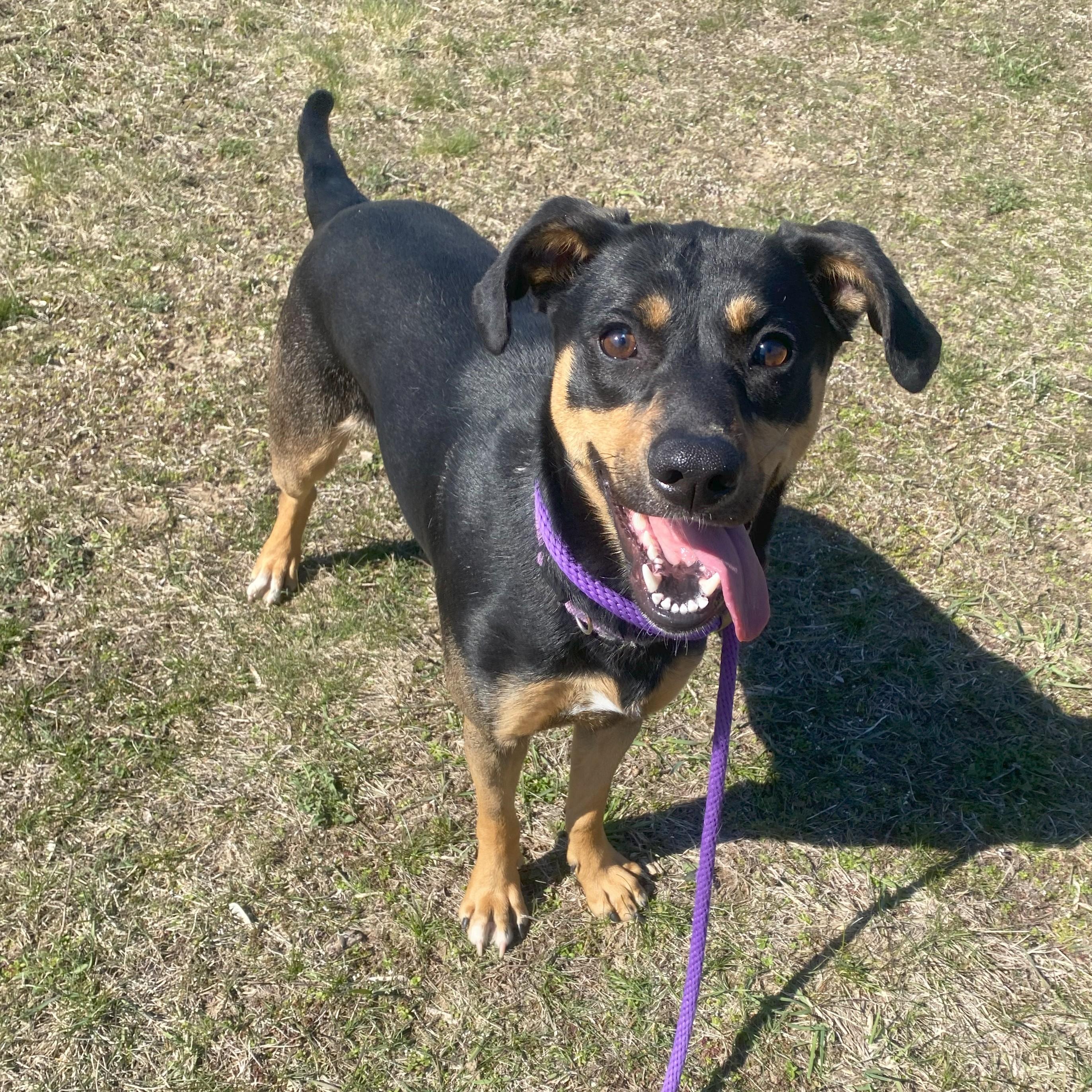 Honeybee, an adoptable Mixed Breed in Allegan, MI, 49010 | Photo Image 5