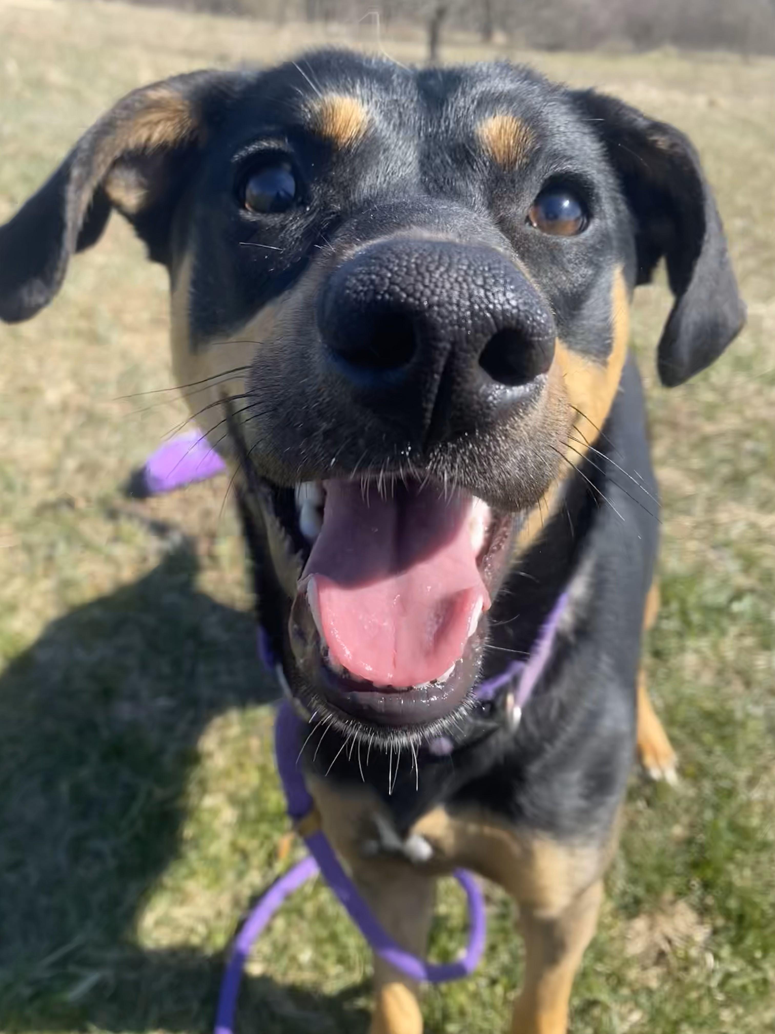 Honeybee, an adoptable Mixed Breed in Allegan, MI, 49010 | Photo Image 2