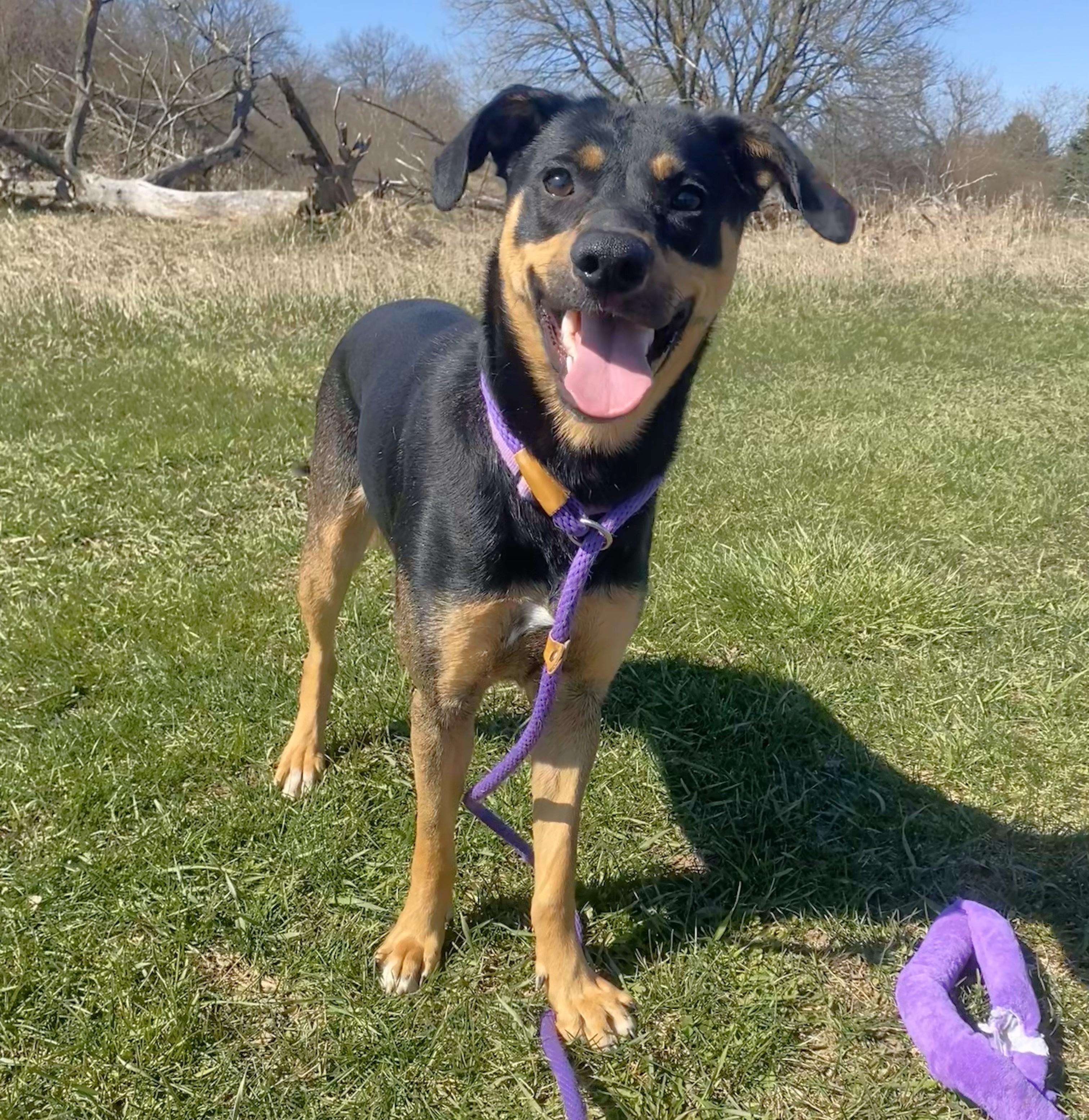 Honeybee, an adoptable Mixed Breed in Allegan, MI, 49010 | Photo Image 3